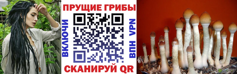 наркотики hydra ТОР Псилоцибиновые грибы Psilocybe Темников